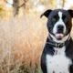 Black and white American Pit Bull Terrier. Credit: Shutterstock